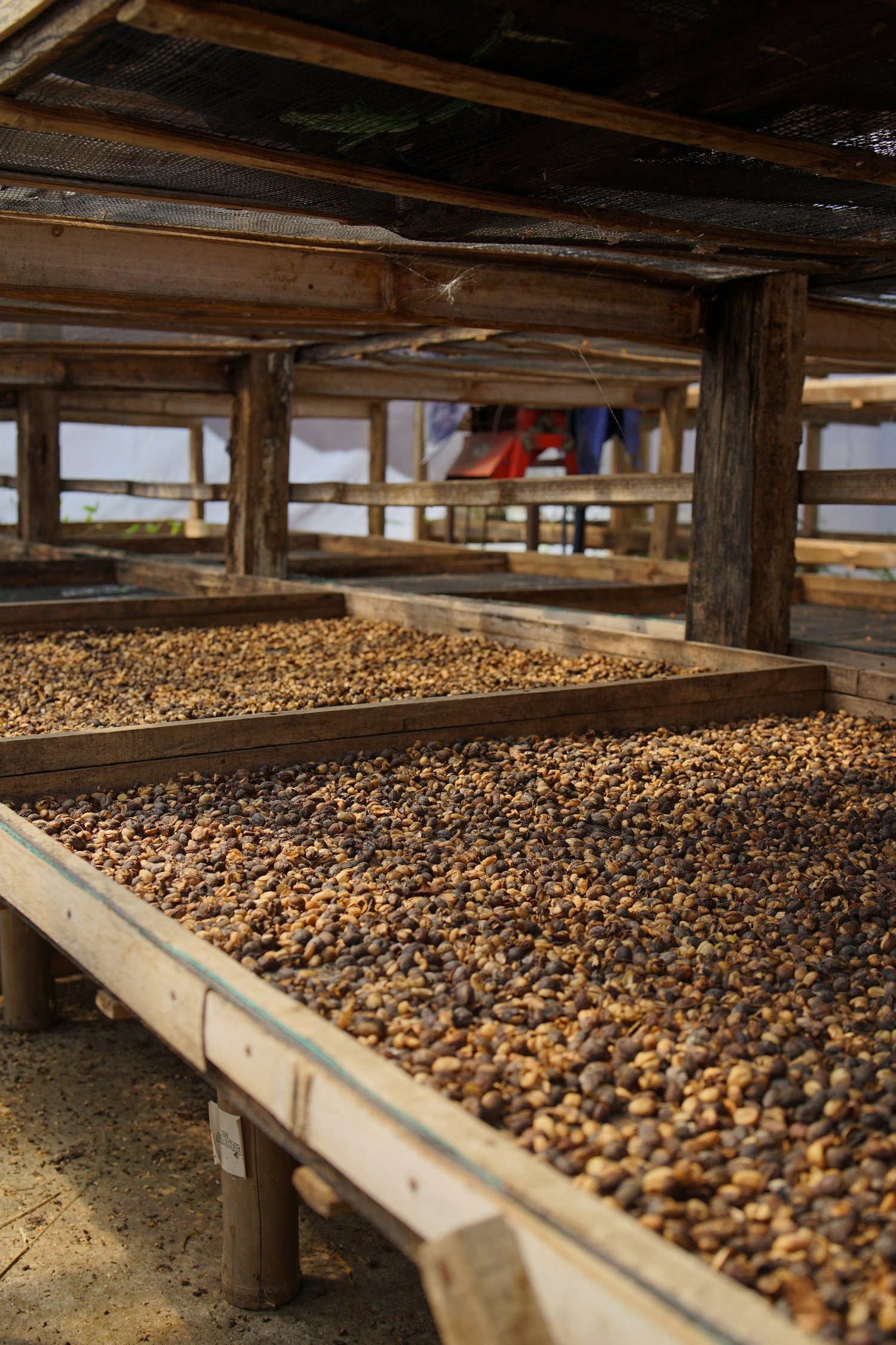 indonesia java kojoyo sindoro double fermentation indonesia java kojoyo sindoro double fermentation