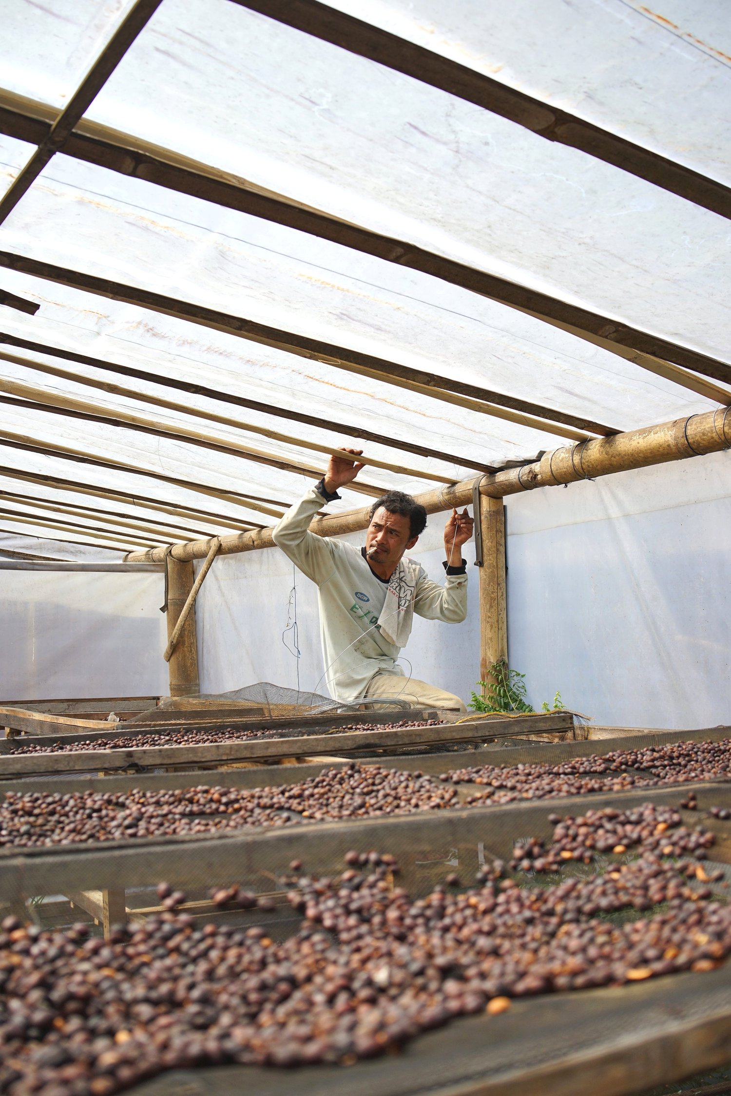 indonesia java kojoyo sindoro double fermentation indonesia java kojoyo sindoro double fermentation