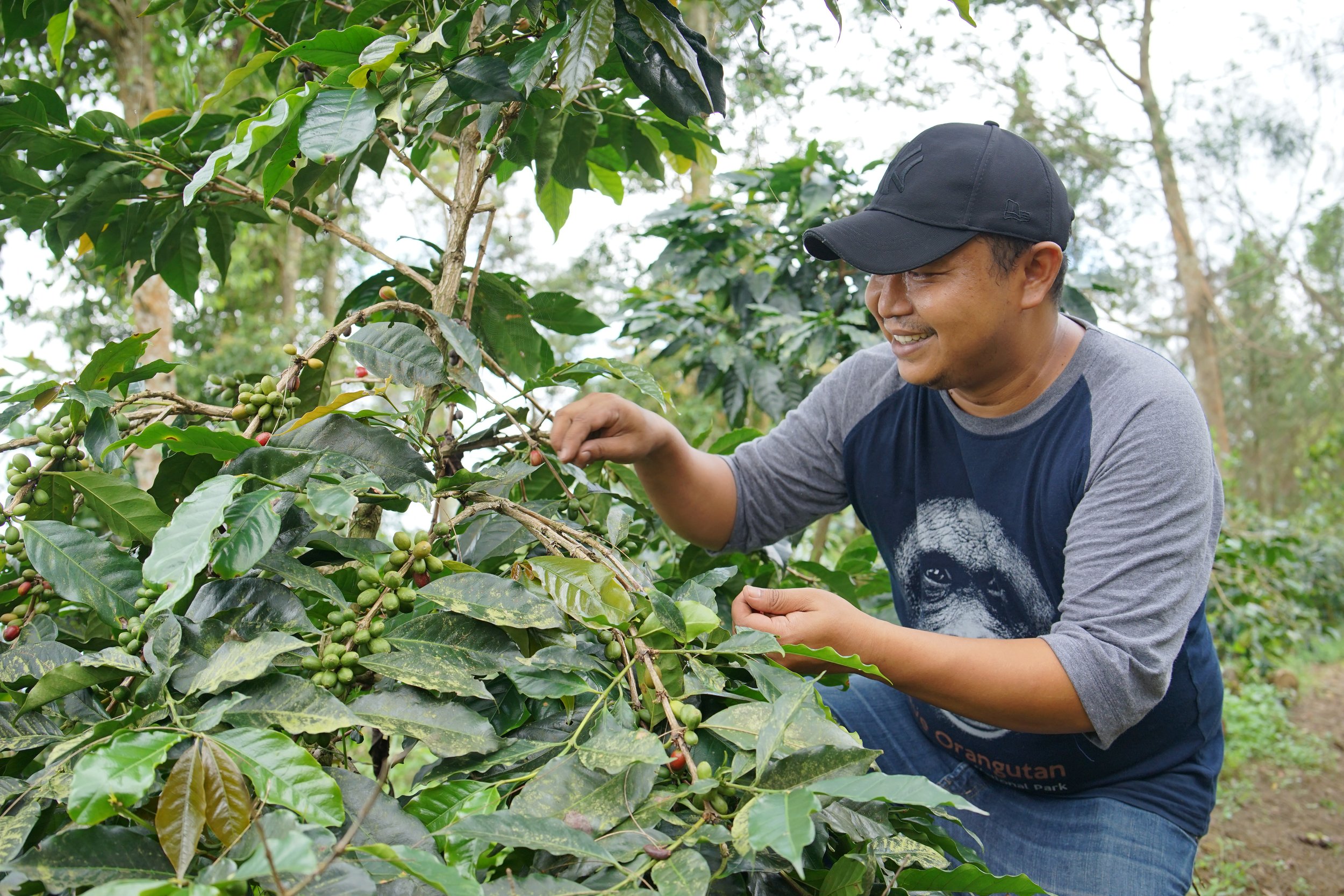 indonesia java kojoyo sindoro double fermentation indonesia java kojoyo sindoro double fermentation