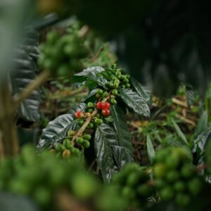 indonesia java kojoyo sindoro double fermentation