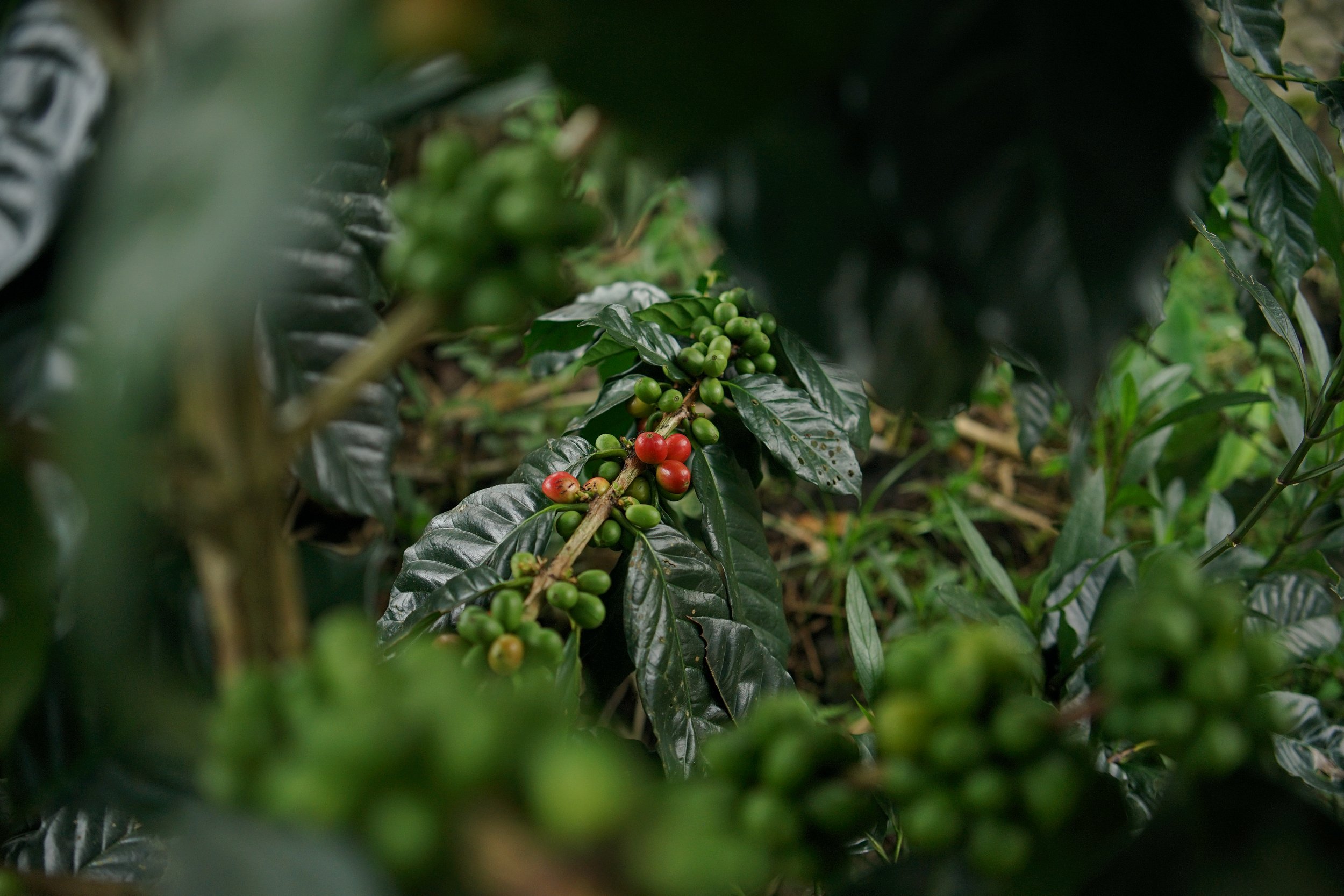 indonesia java kojoyo sindoro double fermentation indonesia java kojoyo sindoro double fermentation