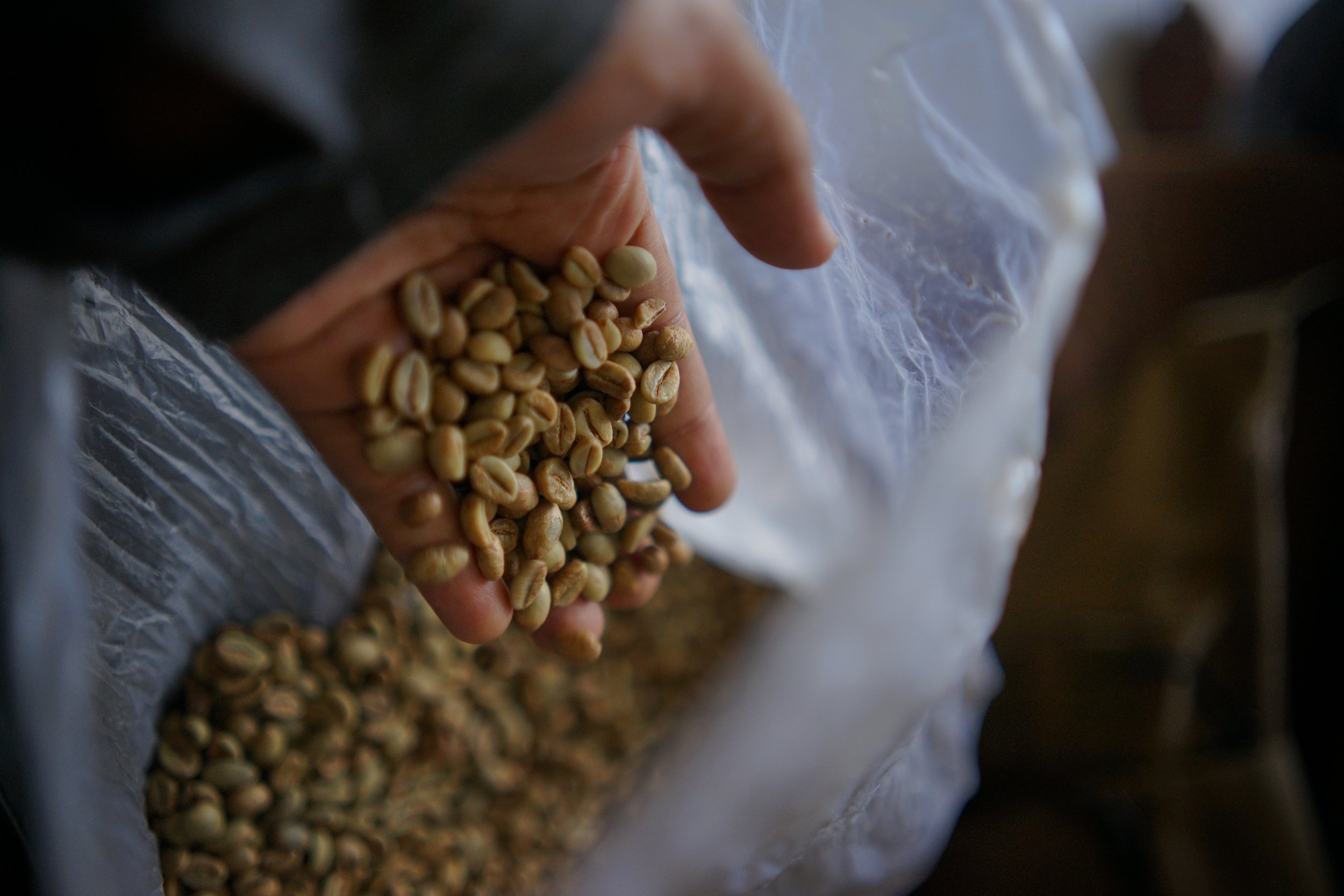 indonesia java kojoyo sindoro double fermentation indonesia java kojoyo sindoro double fermentation