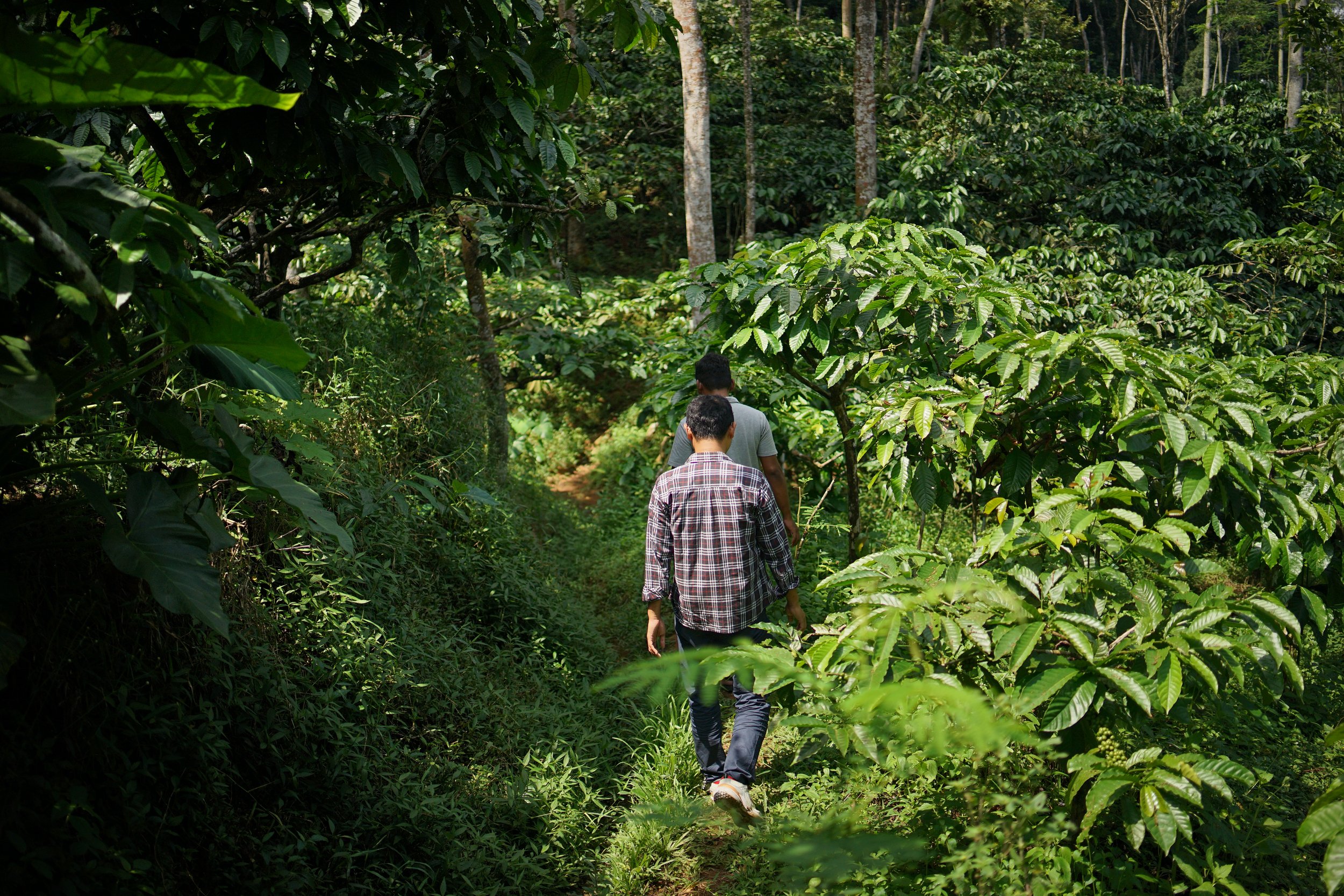 indonesia java kojoyo sindoro double fermentation indonesia java kojoyo sindoro double fermentation