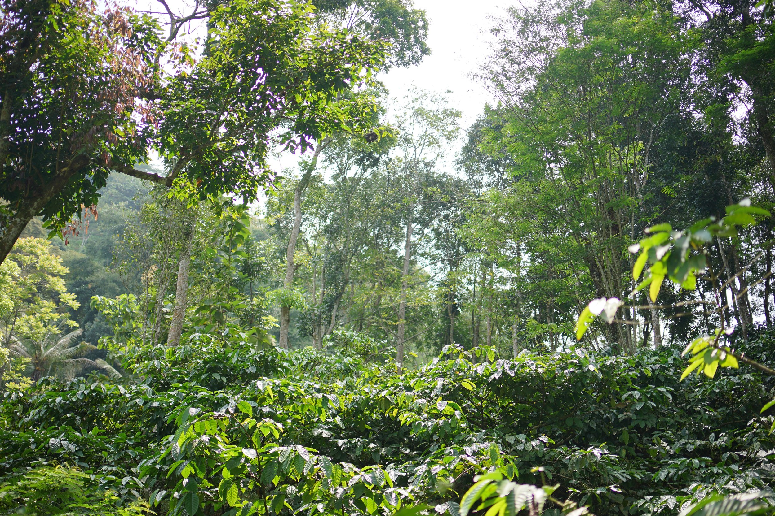 indonesia java kojoyo sindoro double fermentation indonesia java kojoyo sindoro double fermentation