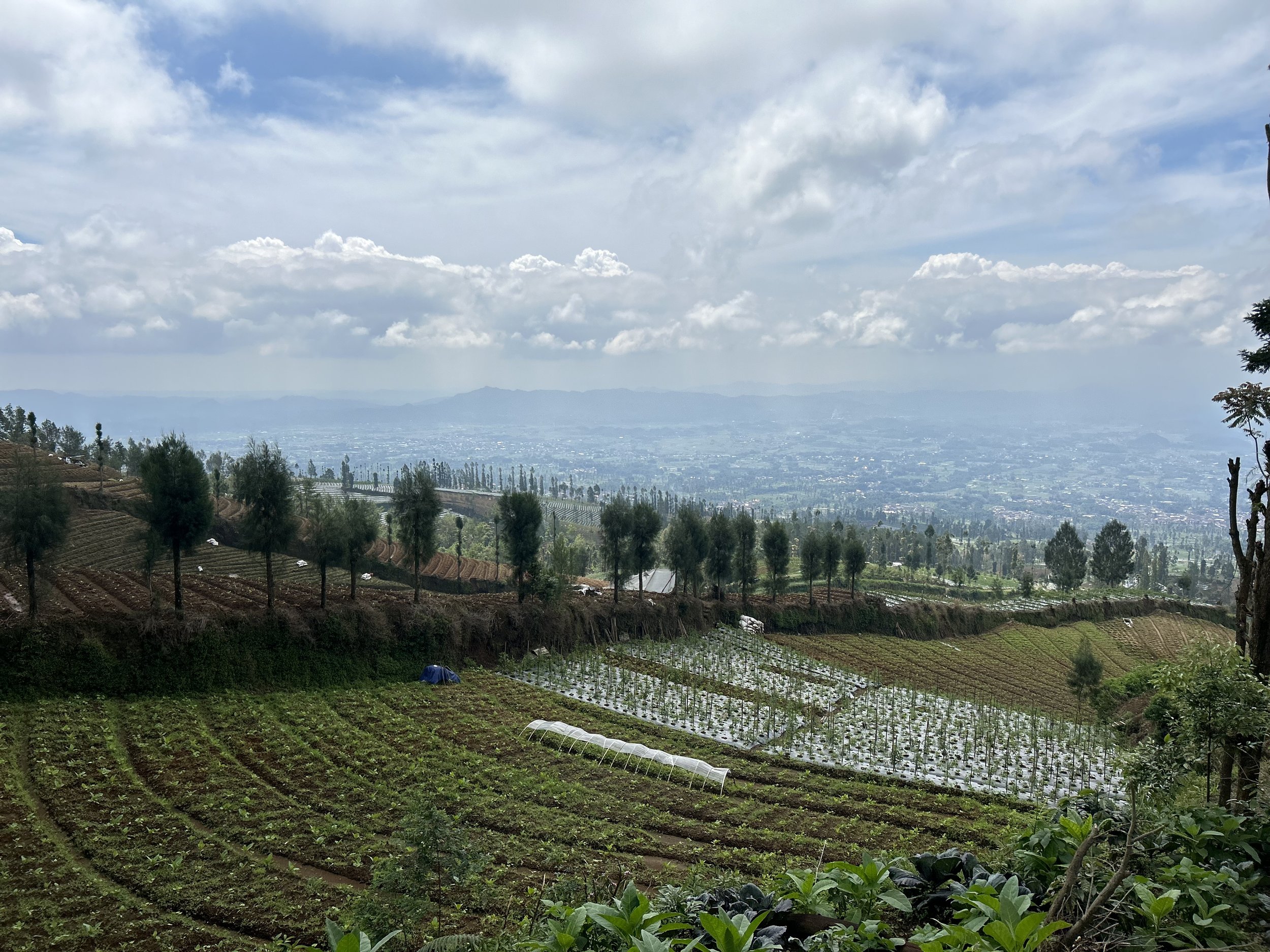 indonesia java kojoyo sindoro double fermentation indonesia java kojoyo sindoro double fermentation