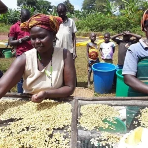 uganda zombo leda microstation lot natural