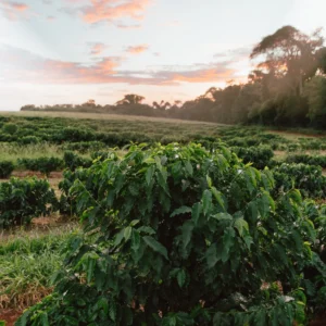 brazil capricornio pionero direct trade