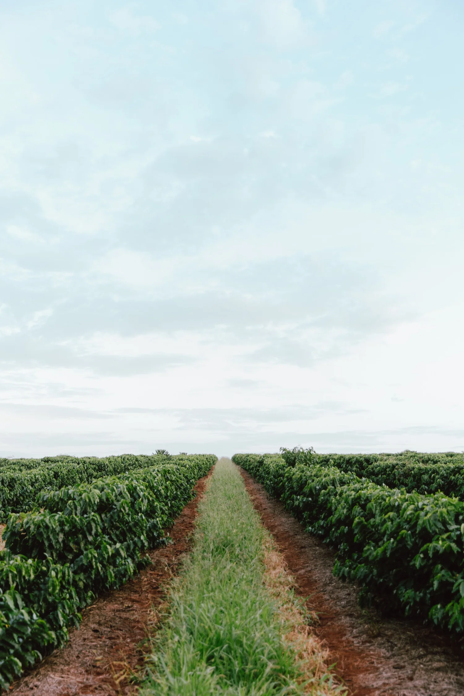 brazil capricornio fazenda california estate lot natural (green beans) 1kg brazil capricornio fazenda california estate lot natural (green beans) 1kg