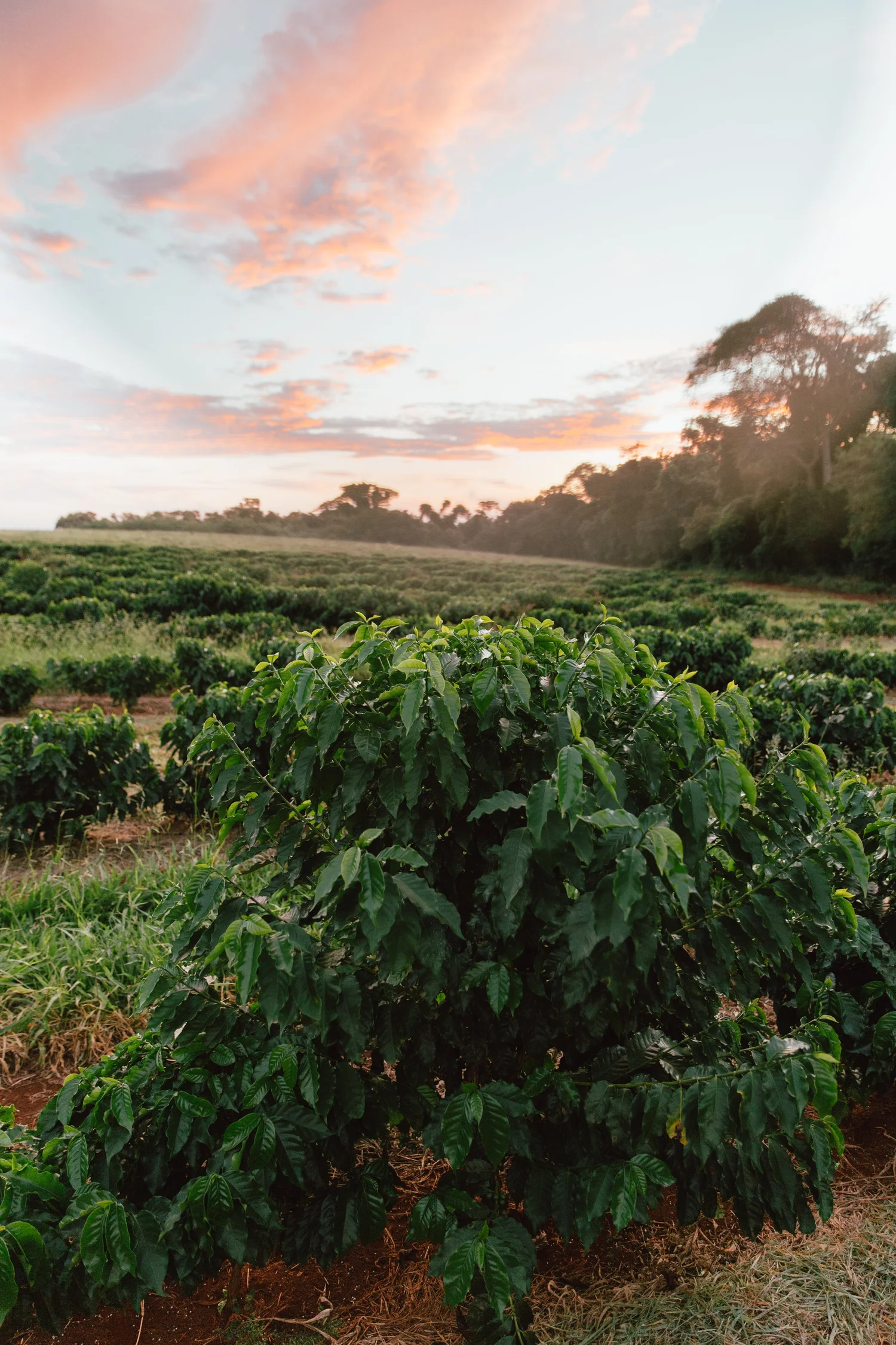 brazil capricornio fazenda california estate lot natural (green beans) 1kg brazil capricornio fazenda california estate lot natural (green beans) 1kg